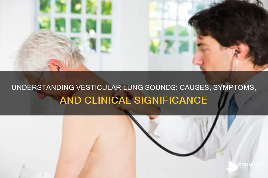 what are vesticular lung sounds