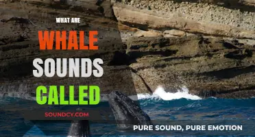 Unveiling the Mystery: What Are Whale Sounds Called and Why?