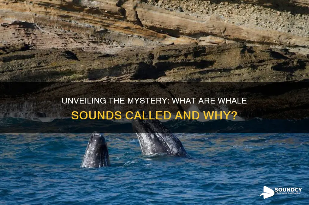 what are whale sounds called
