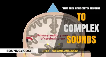 Unraveling the Mystery: Which Brain Region Decodes Complex Sounds?