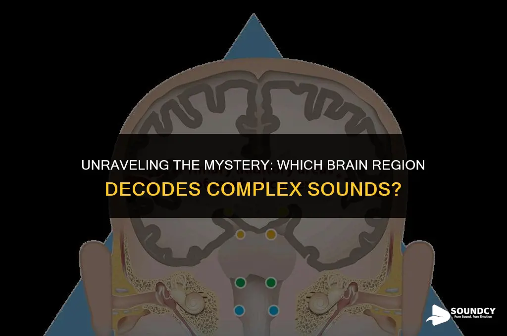 what area in the cortex responds to complex sounds
