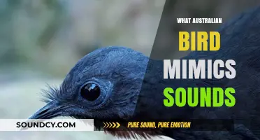 Australia's Lyrebird: The Master Mimic of Nature's Sounds