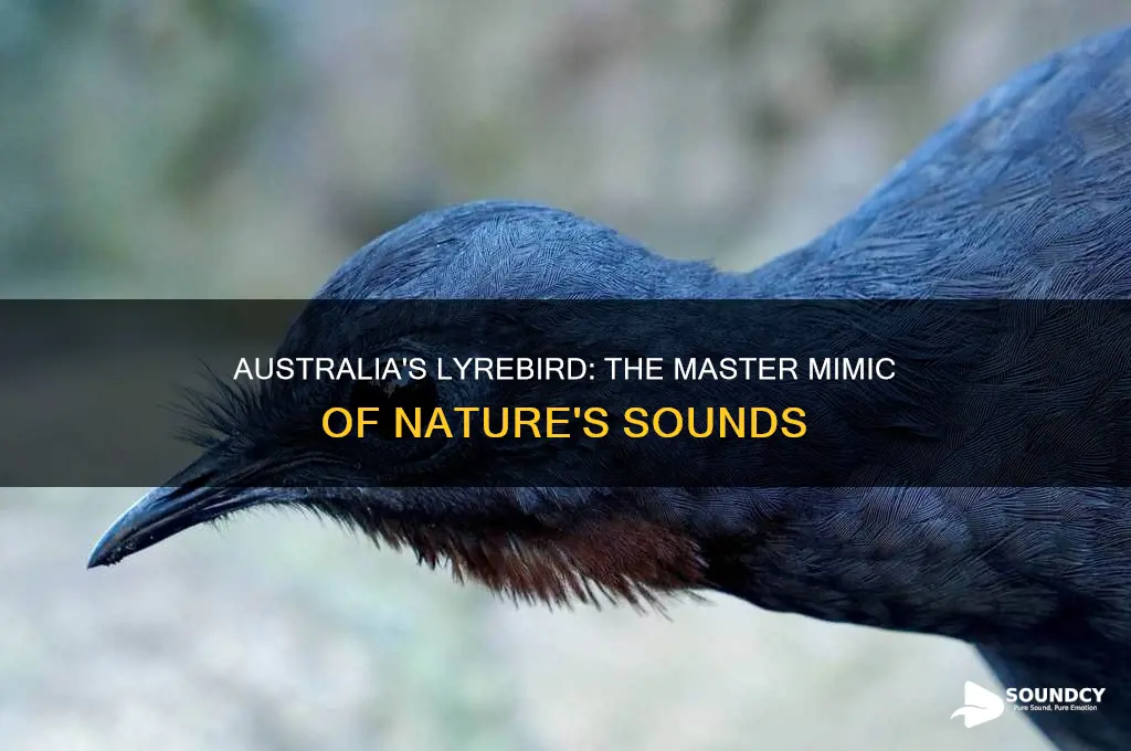 what australian bird mimics sounds