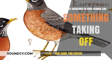 Decoding Nature's Symphony: The Backyard PA Bird's Unique Takeoff Sound