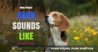 Understanding the Unique Beagle Bark: Sounds, Meanings, and Characteristics