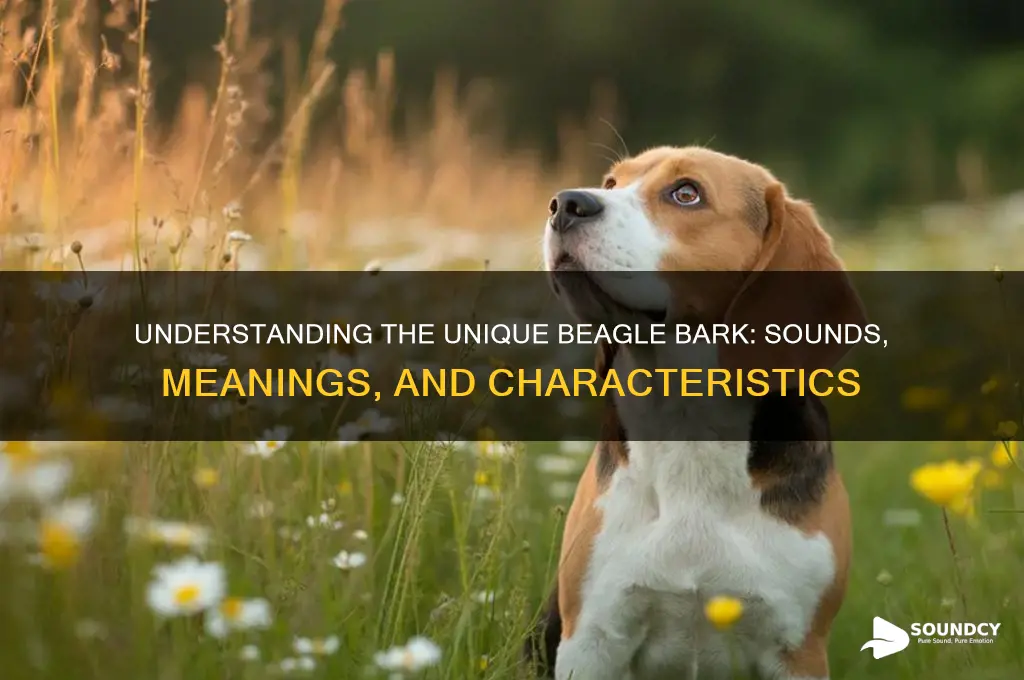 what beagle bark sounds like