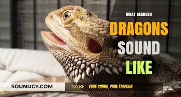 Unveiling the Unique Sounds of Bearded Dragons: A Comprehensive Guide