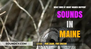 Nocturnal Melodies: Unraveling Maine's Midnight Avian Chorus