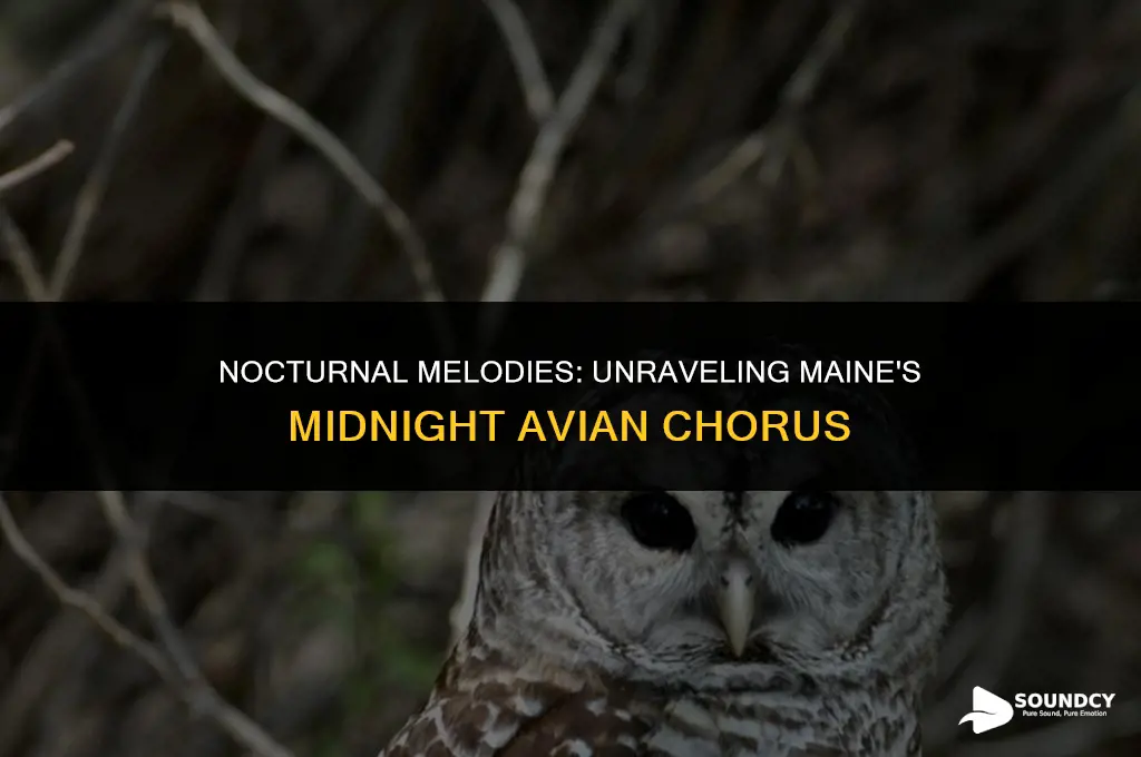 what bird at night makes doffent sounds in maine