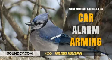 Nature's Security System: The Astonishing Bird Call That Mimics a Car Alarm