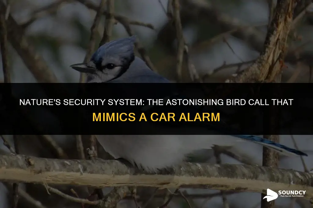 what bird call sounds like a car alarm arming