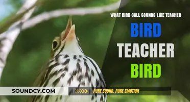Nature's Classroom: Decoding the 'Teacher Bird' Call