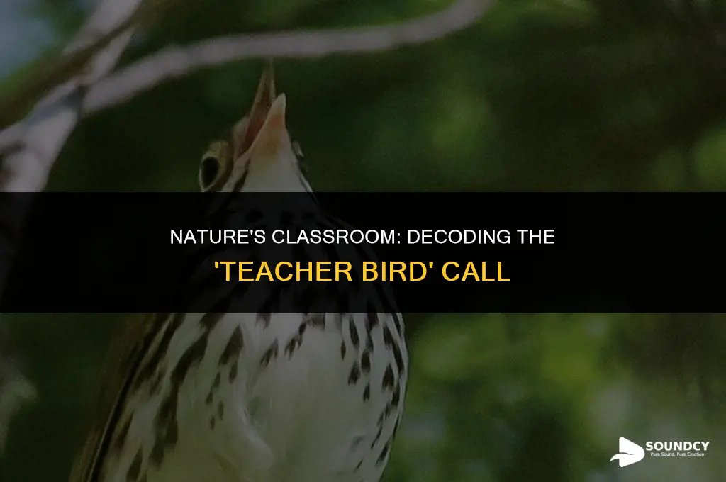 what bird call sounds like teacher bird teacher bird