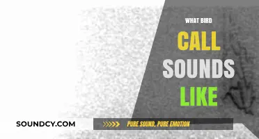 Decoding Nature's Melodies: What Bird Calls Sound Like and Mean