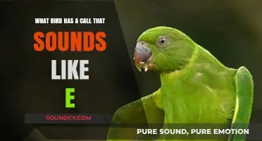 Echoes in the Wild: Unveiling the Bird Behind the 'E' Call