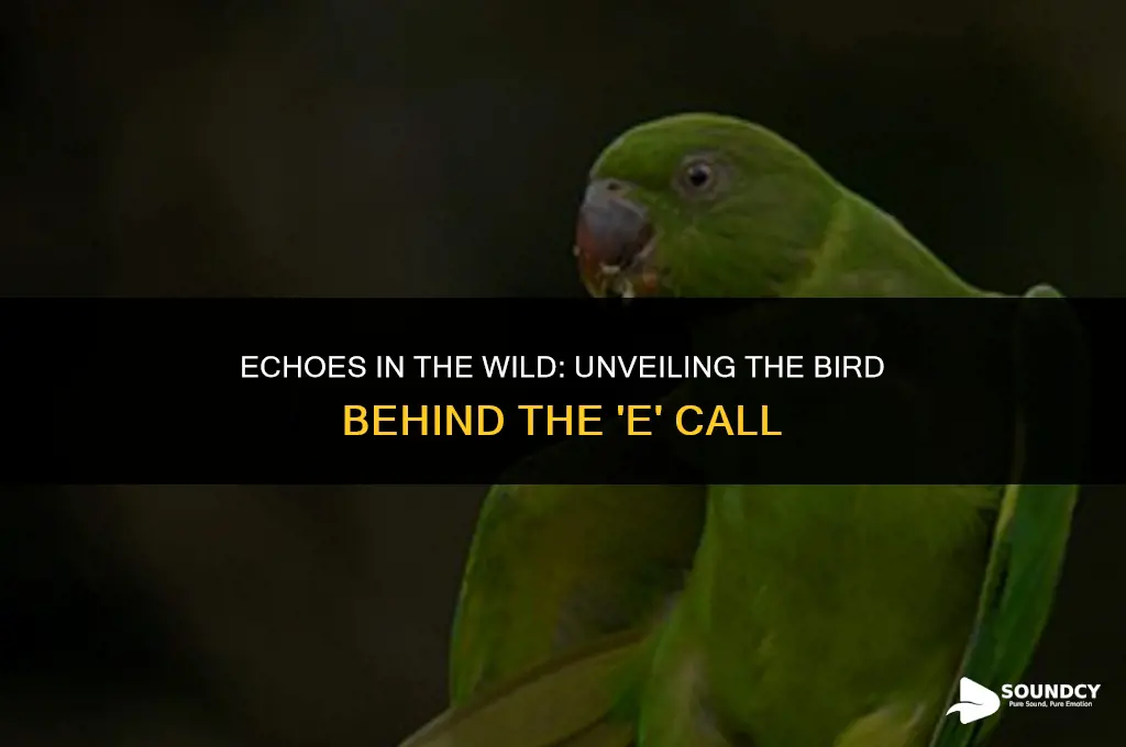 what bird has a call that sounds like e