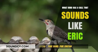 Discover the Bird with a Call That Sounds Like 'Eric