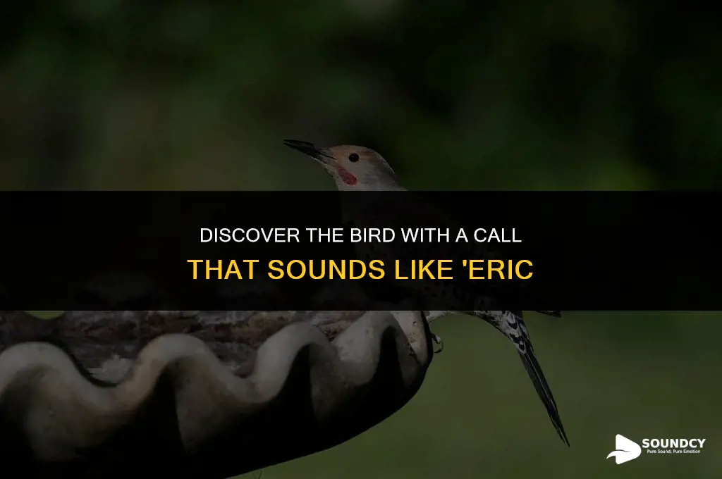 what bird has a call that sounds like eric