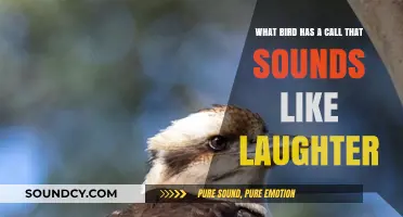 Nature's Comedian: The Bird with a Hilarious Call
