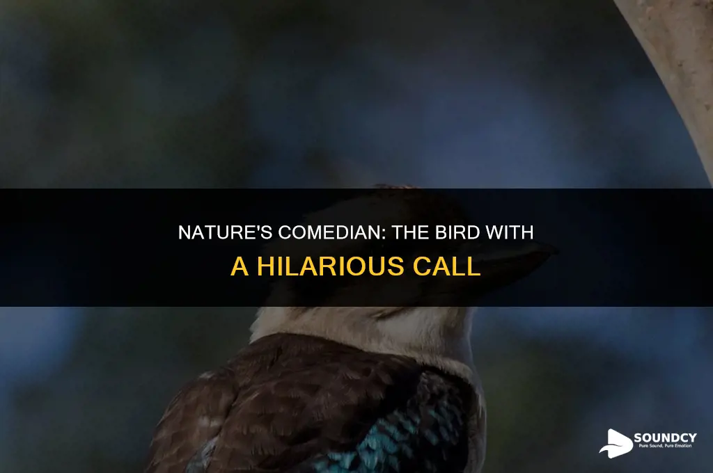 what bird has a call that sounds like laughter