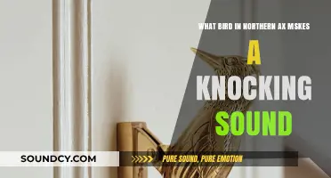 Nature's Drummer: Unveiling the Knocker Bird of Northern AX