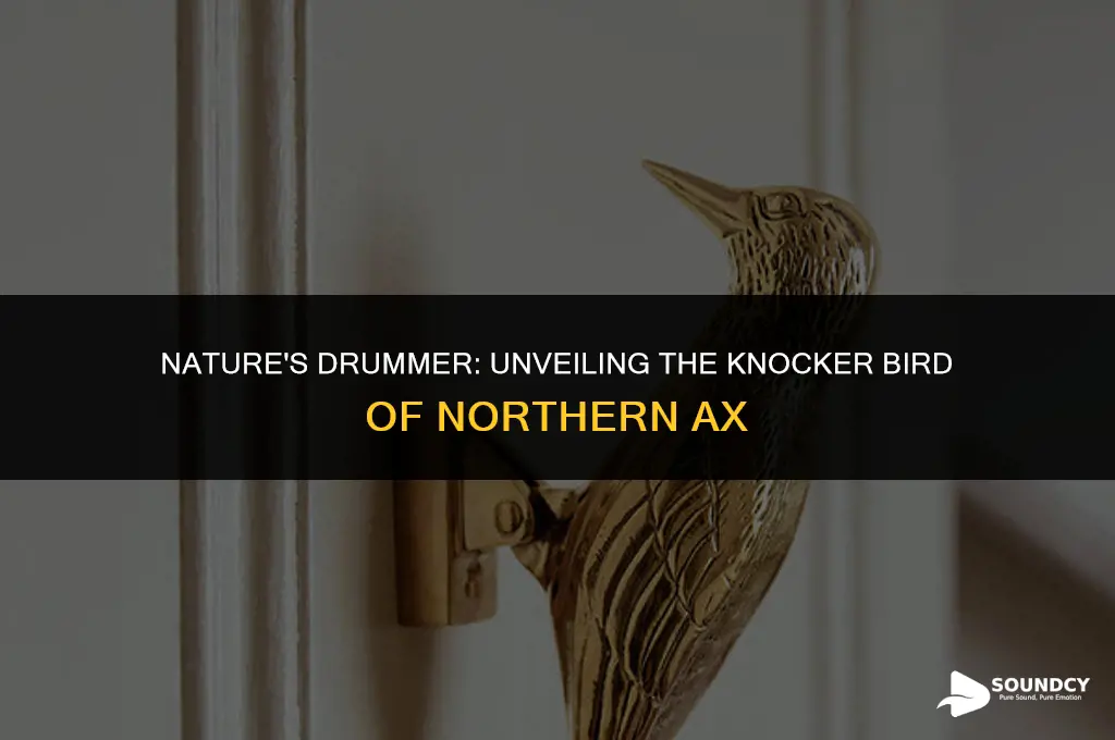what bird in northern ax mskes a knocking sound