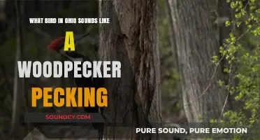 Ohio's Mystery: Uncovering the Bird That Mimics a Woodpecker's Peck