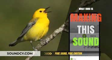 Identifying Birds by Their Songs and Calls