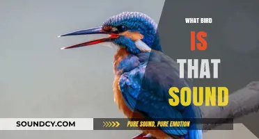 Identify Bird Calls: Decoding Nature's Melodies and Their Feathered Sources