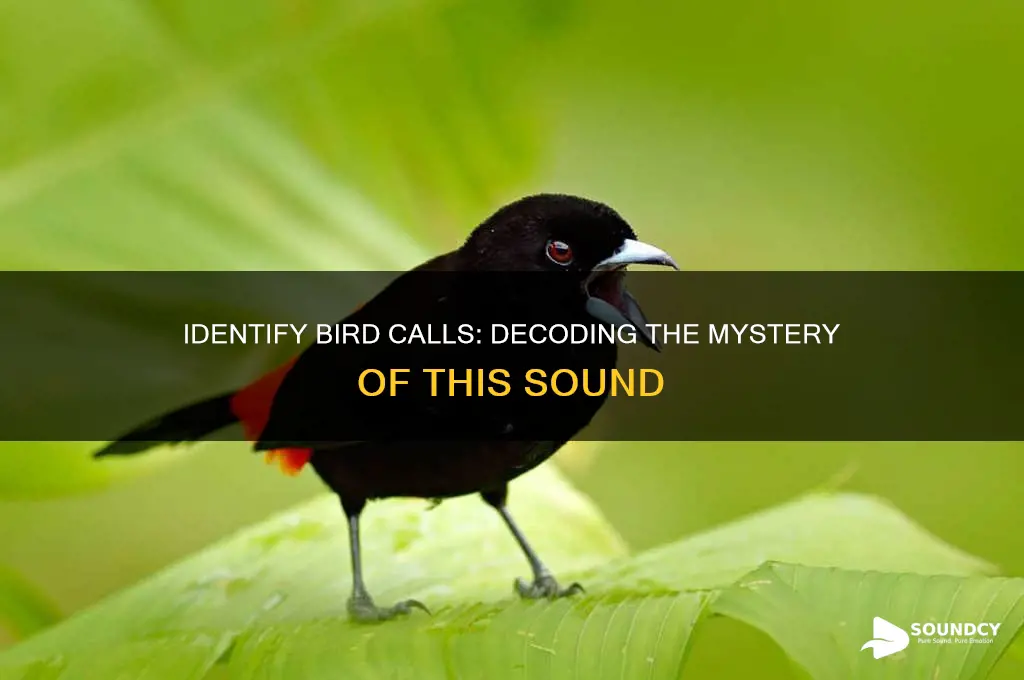 what bird is this sound