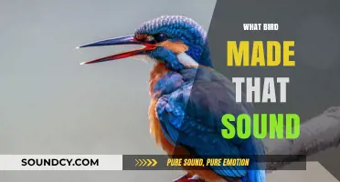 Identifying Bird Calls: Decoding Nature's Melodies in Your Backyard