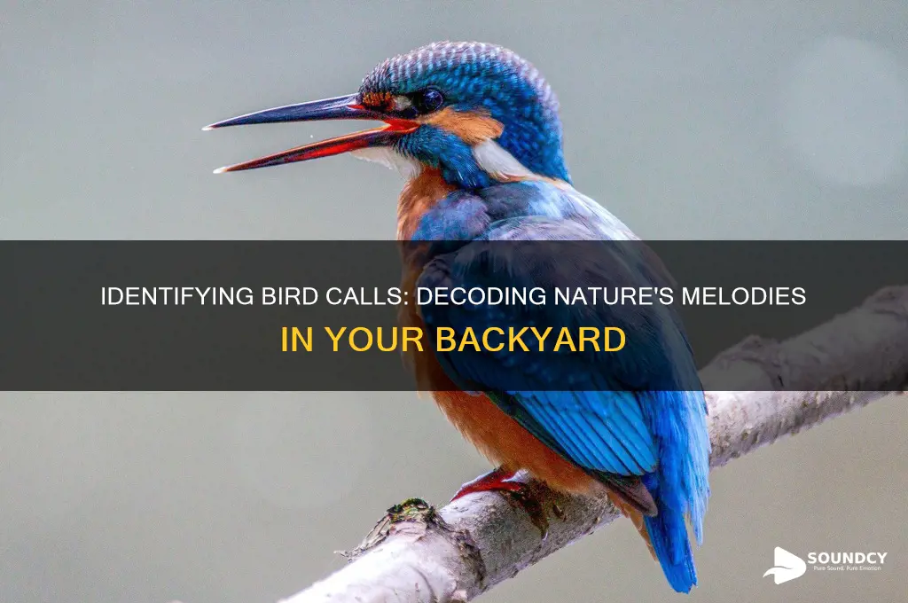 what bird made that sound