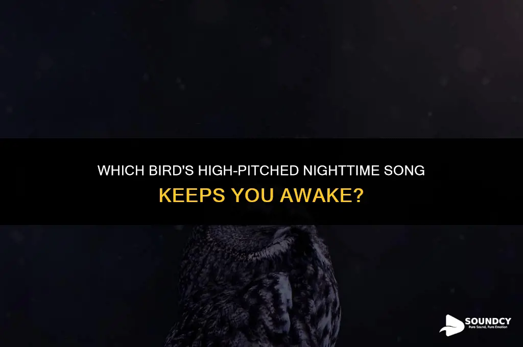 what bird makes a high pitched sound at night