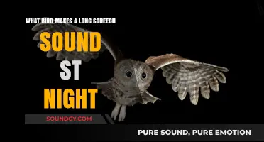 Nocturnal Screecher: Unveiling the Bird Behind the Nighttime Wail