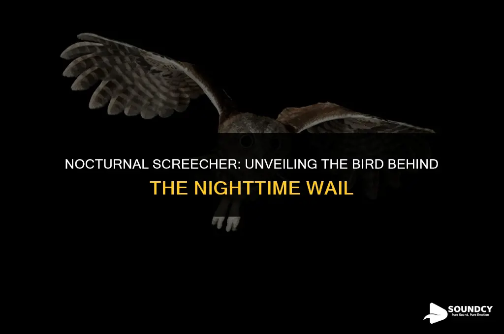 what bird makes a long screech sound st night
