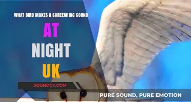 Midnight Screeches: Unveiling the UK's Nocturnal Bird Sounds