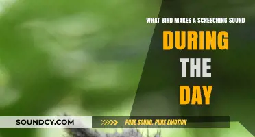 Identifying the Daytime Screecher: Which Bird Makes That Loud Noise?
