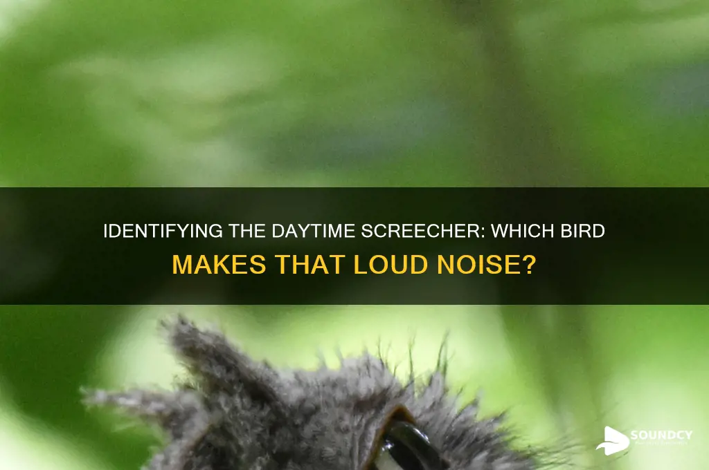 what bird makes a screeching sound during the day