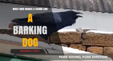 Nature's Mimic: The Astonishing Bird That Barks Like a Dog