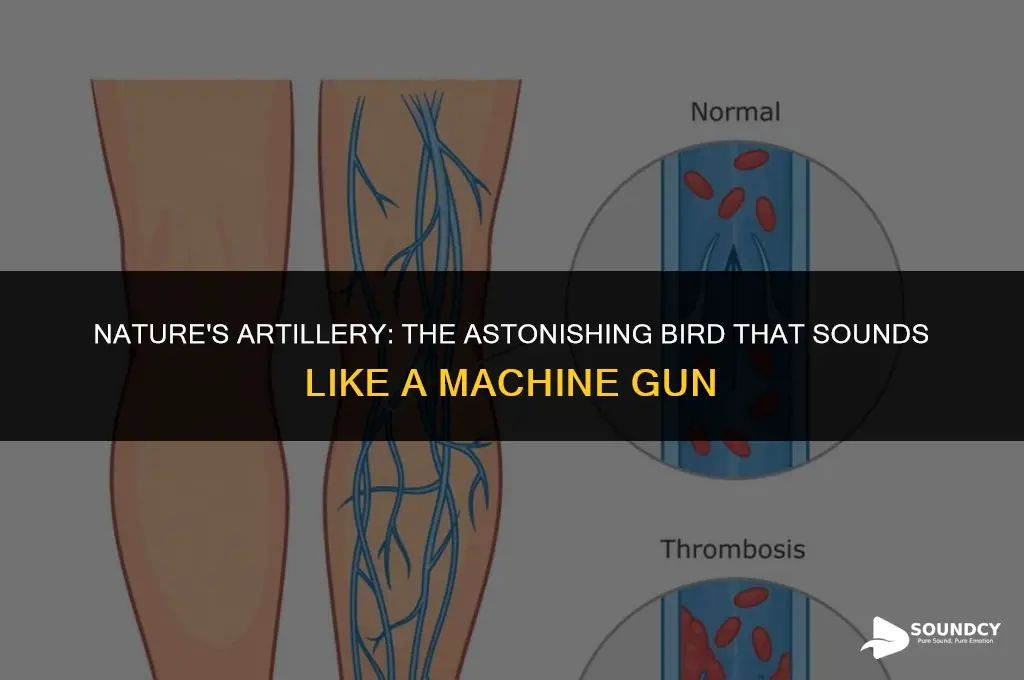 what bird makes a sound like a machine gun