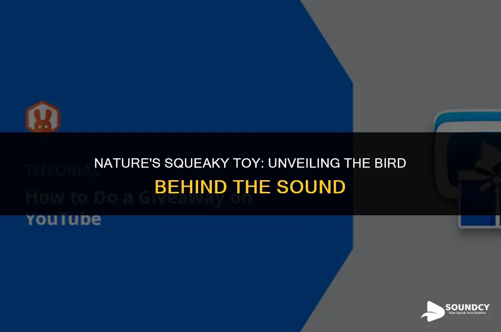 what bird makes a sound like a squeaky toy