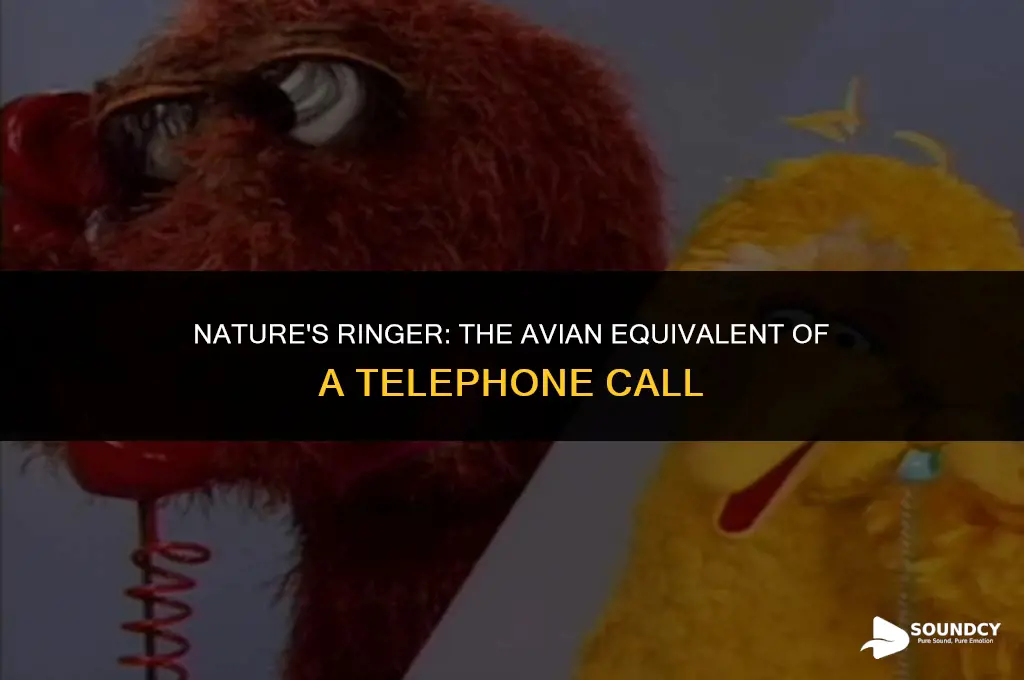 what bird makes a sound like a telephone ringing