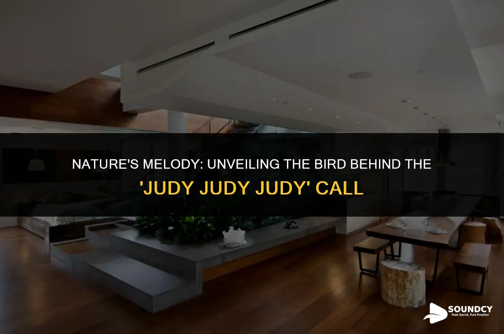 what bird makes a sound like judy judy judy