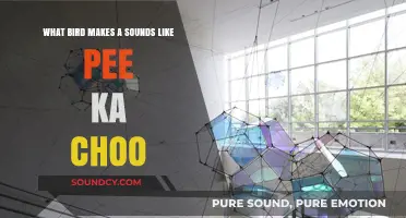 Discovering the Avian Maestro Behind the 'Pee Ka Choo' Symphony