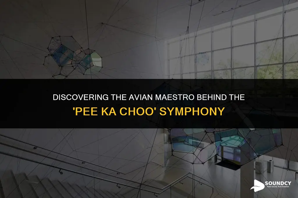what bird makes a sounds like pee ka choo