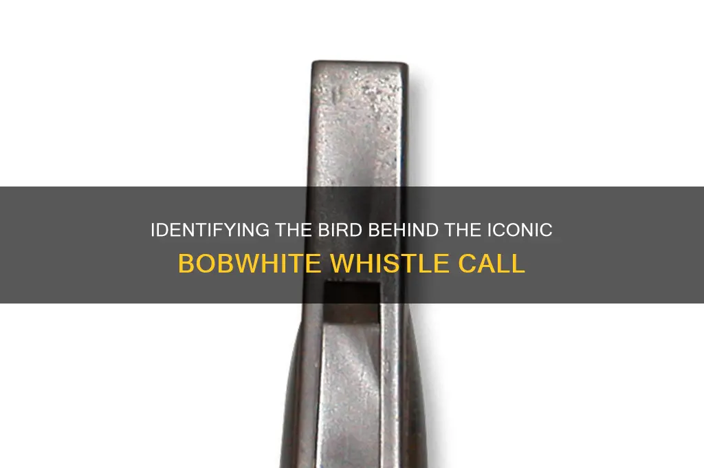 what bird makes bobwhite sound