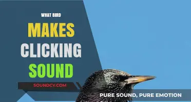 Discover the Bird Species Behind the Mysterious Clicking Sounds