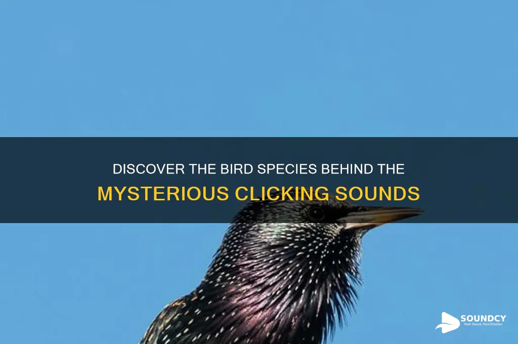 what bird makes clicking sound