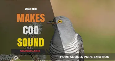 Discovering the Serene Coo: Which Bird Creates This Soothing Sound?