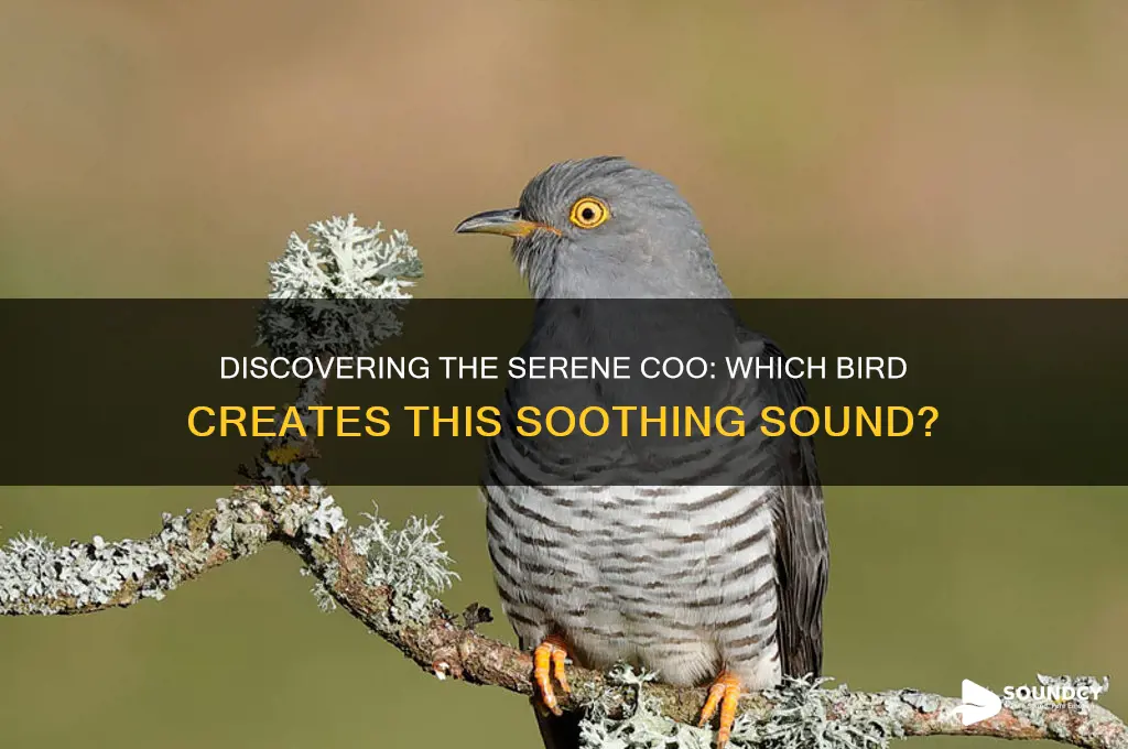 what bird makes coo sound